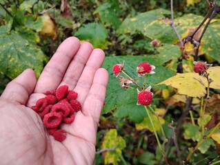 thimbleberries © Manyi