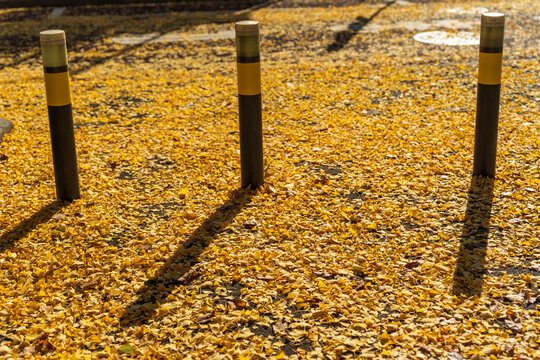 Yellow ginkgo leaves fallen on city street with traffic bollards. Minato, Tokyo, Japan.