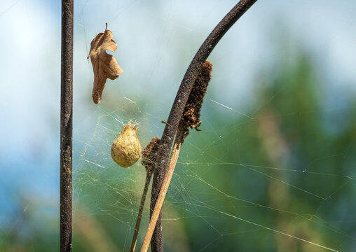 Spider egg sac of the yellow garden spider hanging on the spiderweb in the autumn garden