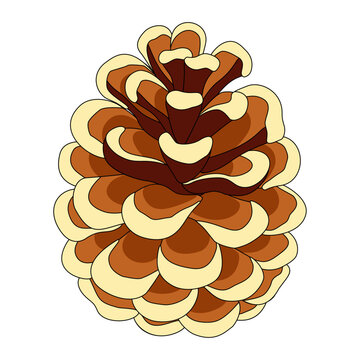 Flat Cartoon Pine Cone Botanical Illustration