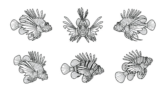 Lionfish Line Art Vector Icon Set, Venomous Tropical Coral Reef Illustration, Black Outline Symbol
