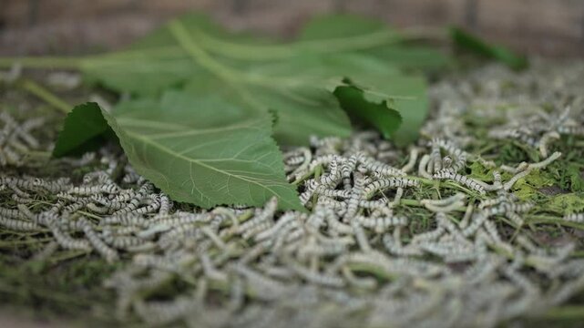 Many silkworms crawling and eating mulberry leaves in a bamboo basket during sericulture process.