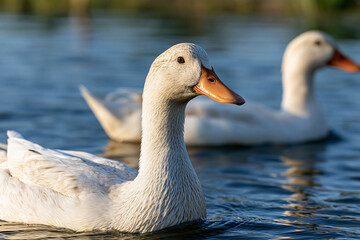 Fototapeta premium White domestic duck with orange beak swimming calmly in blue pond water during golden hour, another duck in soft focus behind, reflecting tranquil nature