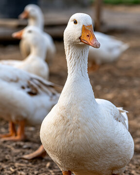 White domestic goose with bright orange beak and eyes standing on rural farm ground, other geese out of focus in background, representing farm life and poultry industry