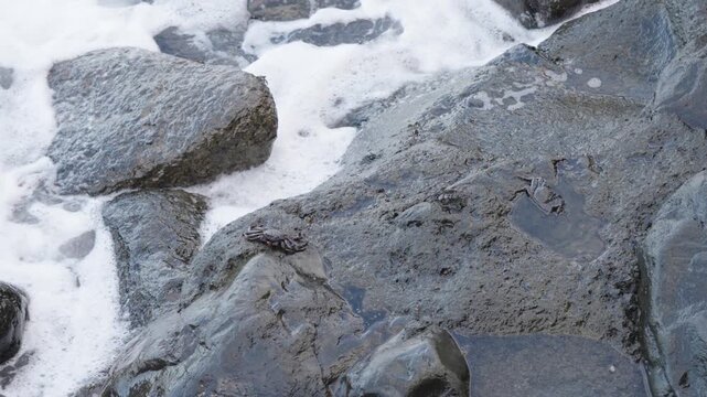 Dynamic seaside footage capturing waves crashing into rocky formations as tiny black crabs move along the edges, carefully avoiding the stronger splashes while exploring their habitat.