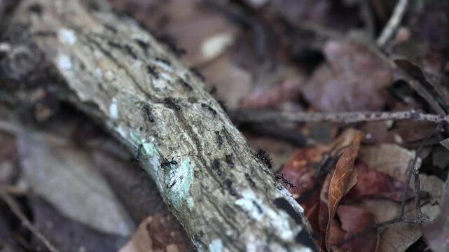 Ant colony on a fallen log: A meticulous ant colony marches in unison along a textured fallen log, amidst the natural detritus of a forest floor, showcasing the intricate workings of nature.