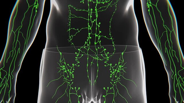 The human lymphatic system is a network of lymphatic vessels, lymph nodes, and organs that supports fluid balance, immune function, and the body's defense system | lymphatic system in 4K Video