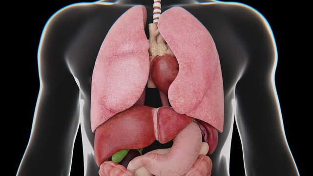 3D medical animation showcasing the major human organs, including the brain, lungs, heart, liver, kidneys, stomach, and intestines within a detailed anatomical model 4K video