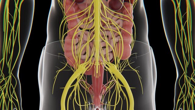 3D medical visualization of the human nervous system showing the brain, spinal cord, and extensive network of nerves throughout the body in 4K video