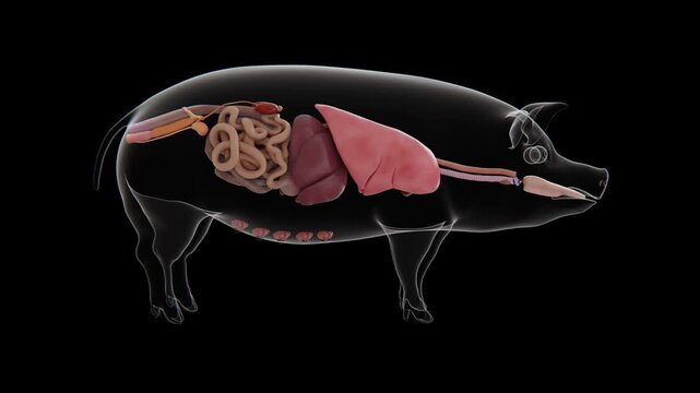 3D medical visualization of the major pig organs, showing the brain, heart, lungs, liver, kidneys, stomach, and intestines within the internal anatomy in 4K UHD Video