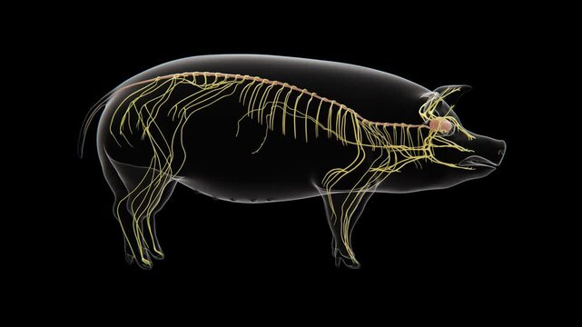 3D medical visualization of the pig nervous system showing the brain, spinal cord, and network of peripheral nerves throughout the body in 4K UHD