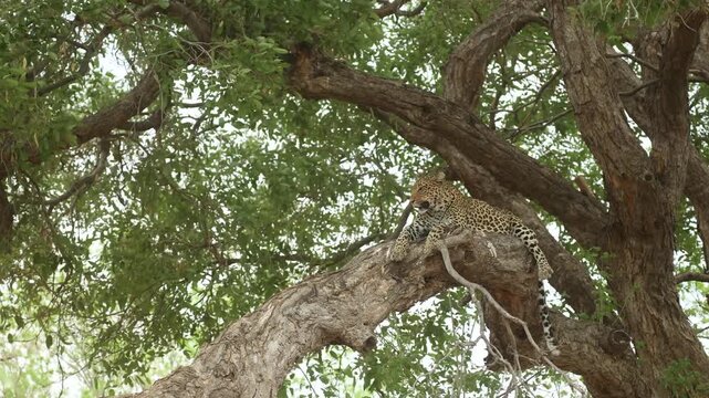 A female leopard lies peacefully on a huge branch scanning her surroundings as the tree sways gently in the wind in Mashatu Game Reserve, Botswana.