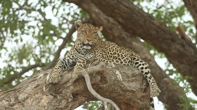 A female leopard lies peacefully on a huge branch scanning her surroundings as the tree sways gently in the wind in Mashatu Game Reserve, Botswana.