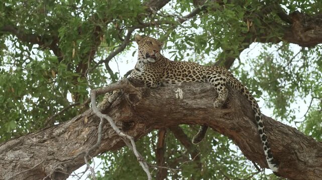 A female leopard lies peacefully on a huge branch scanning her surroundings as the tree sways gently in the wind in Mashatu Game Reserve, Botswana.