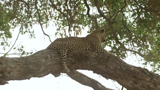 A female leopard lies peacefully on a huge branch scanning her surroundings as the tree sways gently in the wind in Mashatu Game Reserve, Botswana.