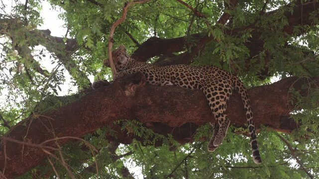 A female leopard lying on a huge branch high in a tree while scratching her head on a small branch, Mashatu Game Reserve, Botswana.