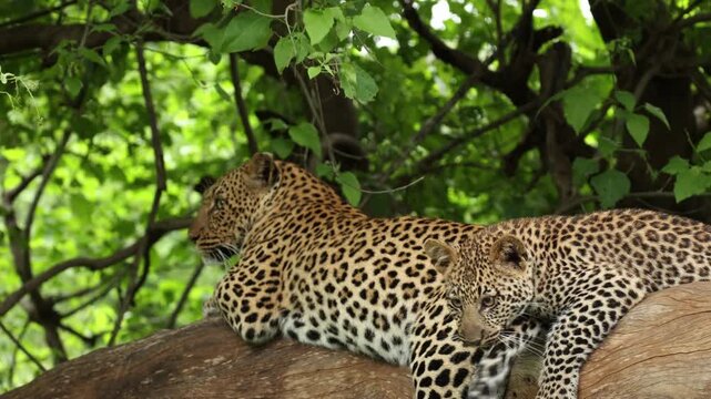 A playful leopard cub runs over its mother&rsquo;s back as she rests on a large tree branch in Mashatu Game Reserve, Botswana, before turning its attention to her swinging tail.