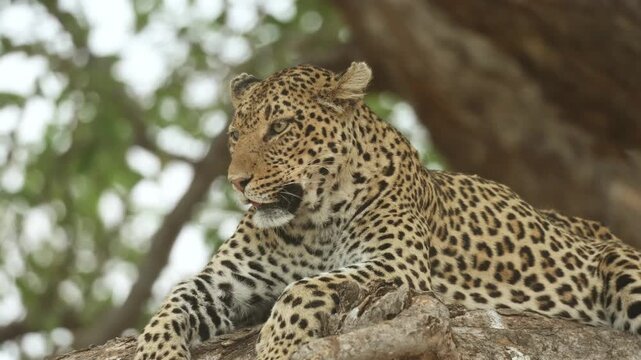 Closeup of a female leopard lies peacefully on a huge branch scanning her surroundings as the tree sways gently in the wind in Mashatu Game Reserve, Botswana.