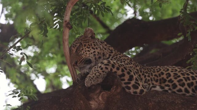 A female leopard sleeps peacefully on a huge branch high in a tree while resting her head against a small branch in Mashatu Game Reserve, Botswana.
