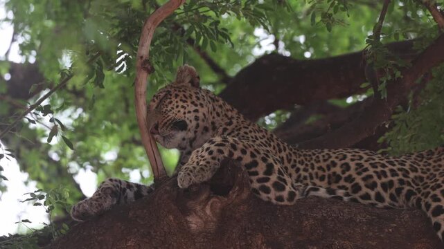 A female leopard lying on a huge branch high in a tree while scratching her head on a small branch, Mashatu Game Reserve, Botswana.