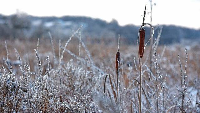 Typha close-up. Phragmites australis. photo with dry Reeds, Typha Latifolia, also called bulrush, reedmace, cattail or corn dog grass, on the shore of the frozen lake. autumn season. winter time