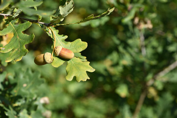 An acorn on a branch. Oak acorns, in a grove or forest. Close up view of green leaves oak tree branch with acorns on colored background. Autumn season. Space for text. Stock photos. selective focus. © Oleksandr Filatov