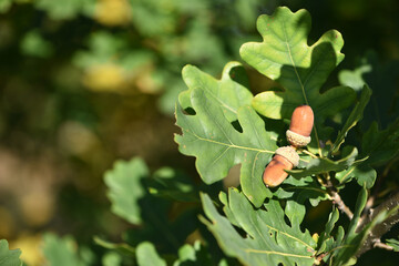 An acorn on a branch. Oak acorns, in a grove or forest. Close up view of green leaves oak tree branch with acorns on colored background. Autumn season. Space for text. Stock photos. selective focus. © Oleksandr Filatov
