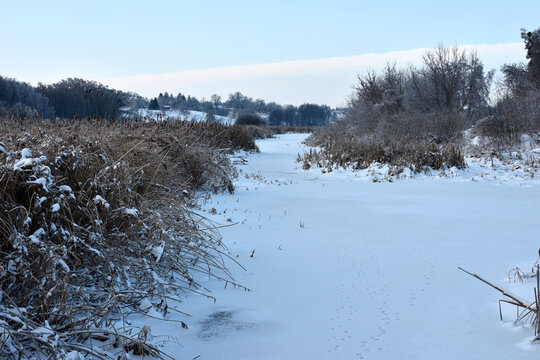 Winter landscape by the lake with phragmites and trees background. ice on the river, Common reed. on the river bank. behind a group of reeds by the lake in winter. Frozen, on a cold winter day