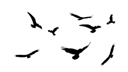 Silhouette of a Flock of Eagles Flying in the Sky © Mr. Tawhid