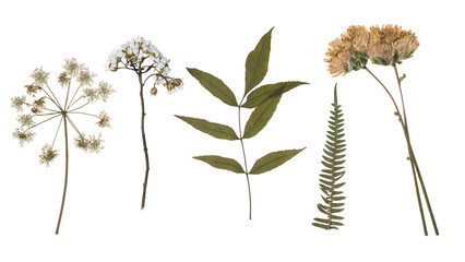 Set of Pressed Dried Wildflowers and Green Fern Leaves Isolated on White Background © Mr. Tawhid