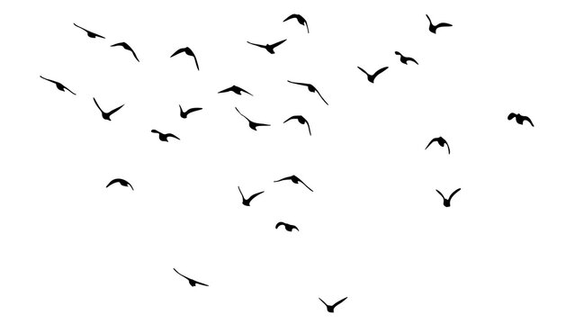 Silhouettes of a Flock of Birds Flying Isolated on White Background