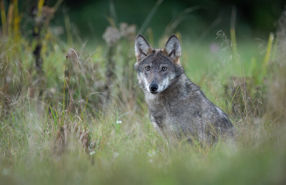 Grey wolf ( Canis lupus ) close up