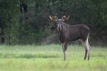 Obraz premium Elk / Moose ( alces alces ) close up