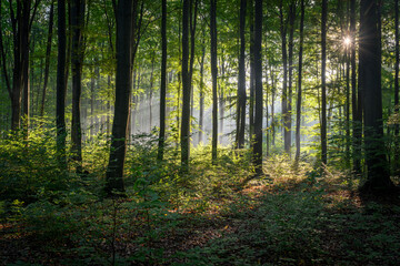 Obraz premium Sunny morning in the forest