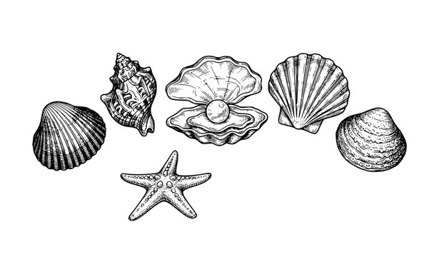 Vintage marine mollusk shells starfish and pearl hand drawn doodle vector set