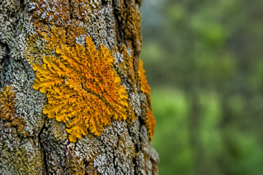 A vivid orange-yellow lichen colony spreads across deeply furrowed tree bark with raised lobed margins. Resilient microecosystem