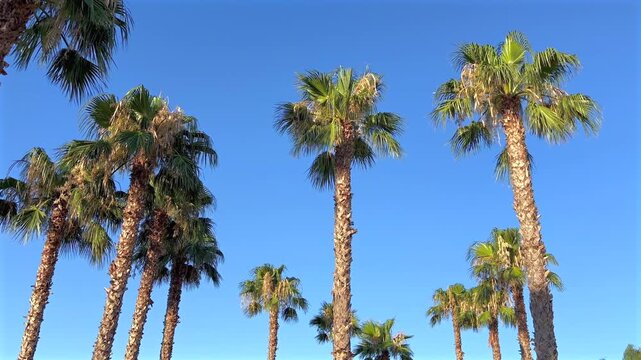 Tall palm trees swaying gently on a sunny summer day in Sicily under a clear blue sky. Peaceful Mediterranean landscape with natural birdsong and lush tropical foliage.