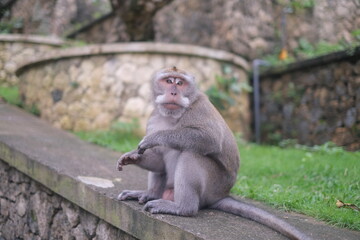 monkey at the monkey forest © alberta