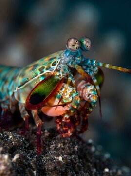 Peacock Mantis Shrimp Close-Up Colorful Exoskeleton