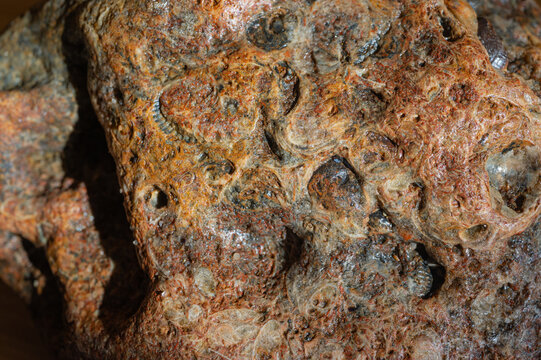 close up of a shell rock stone, shell limestone, coquina macro