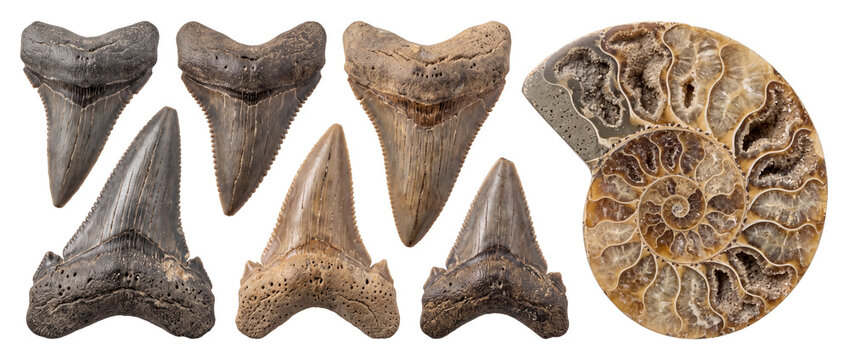 Megalodon shark teeth ammonite fossil collection on black background, prehistoric predator shark tooth fossils with polished ammonite shell showing crystal chambers, paleontology science specimen stud