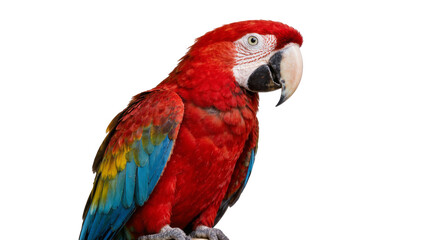 Vibrant red macaw parrot with blue and yellow wing feathers, isolated on transparent background © studiox