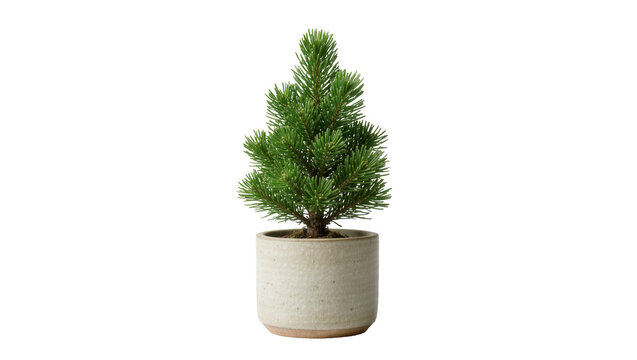 Small green pine tree in a textured ceramic pot, isolated on transparent background