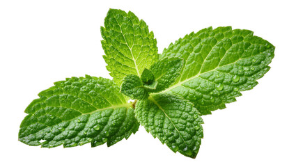 Fresh green mint leaves with water droplets, isolated on transparent background © studiox