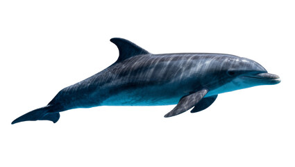 Gray dolphin swimming gracefully, isolated on transparent background © studiox