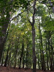 Obraz premium trees in the forest