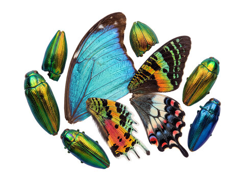 Iridescent jewel beetles butterfly wings arranged in flat lay collection on black background, showcasing metallic green elytra, blue morpho wing, exotic tropical insect taxonomy specimen artwork