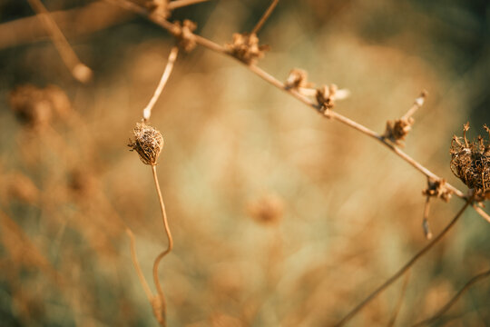 Macro close-up view of dried wild carrot plant stems and seed heads