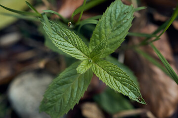 Close-up view of vibrant green mint leaves growing in natural soil during autumn season © Radu Bighian