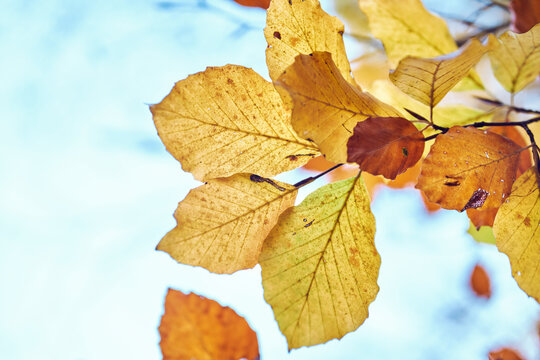 Close-up view of golden European beech leaves against a bright autumn sky